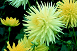 Dahlia Calendar Images Stock