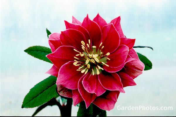 4gardenphotoslo23858
