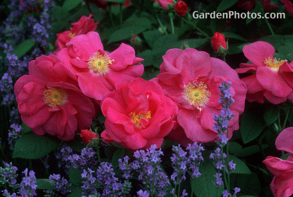 6gardenphotoslo10972