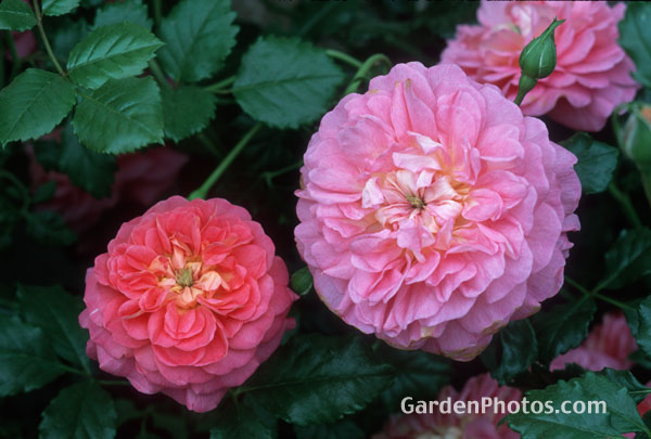 9gardenphotoslo23870
