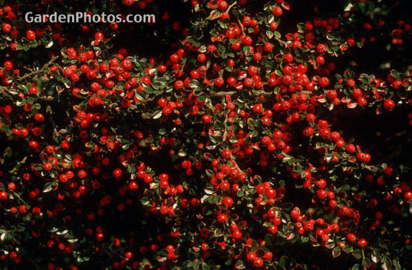 gardenphotoslo