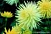 1gardenphotoslo6040