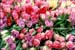 2gardensphotoslo5547
