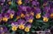 3gardenphotoslo23856