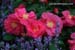 6gardenphotoslo10972