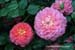 9gardenphotoslo23870