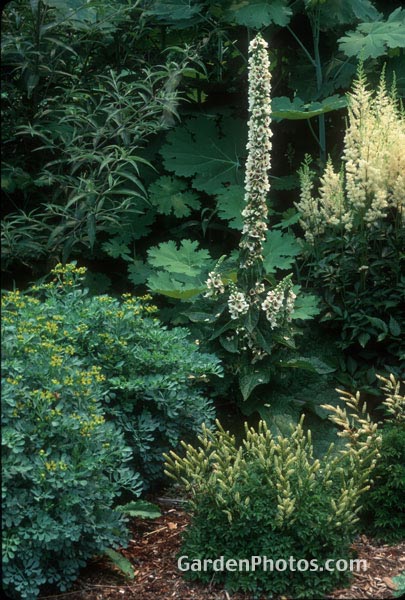 gardenphotoslo17511