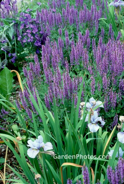 gardenphotoslo21638