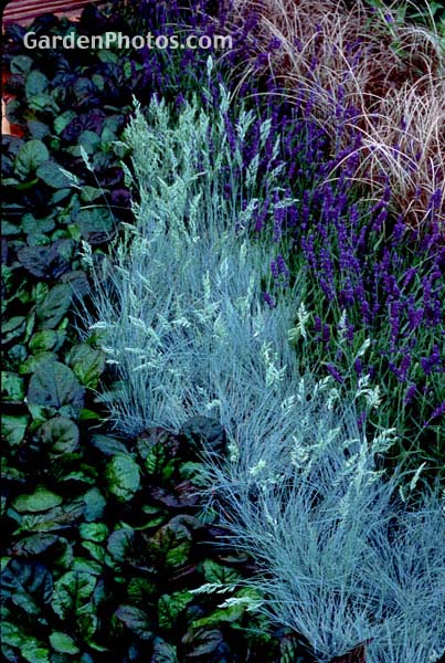 gardenphotoslo21854
