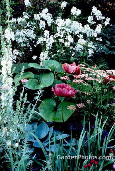 gardenphotoslo2360