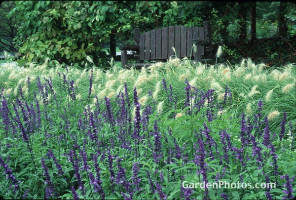 gardenphotoslo3678