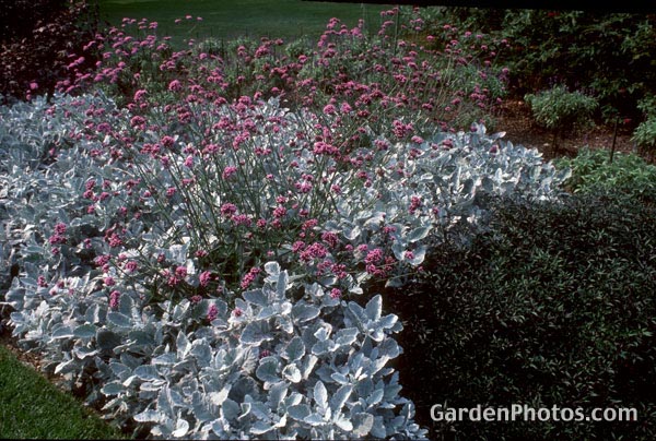 gardenphotoslo3729
