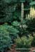 gardenphotoslo17511