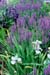 gardenphotoslo21638
