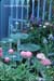 gardenphotoslo22979