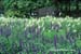 gardenphotoslo3678