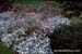 gardenphotoslo3729