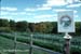 gardenphotoslo16769