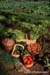 gardenphotoslo3073