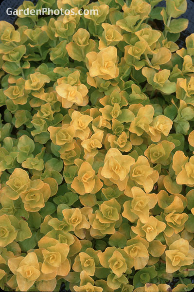 gardenphotoslo10227