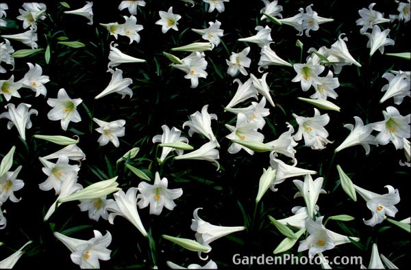 gardenphotoslo13852