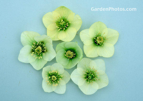 gardenphotoslo23007