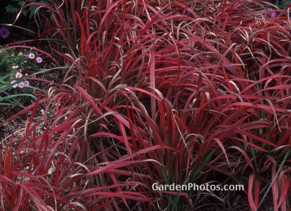 gardenphotoslo23272