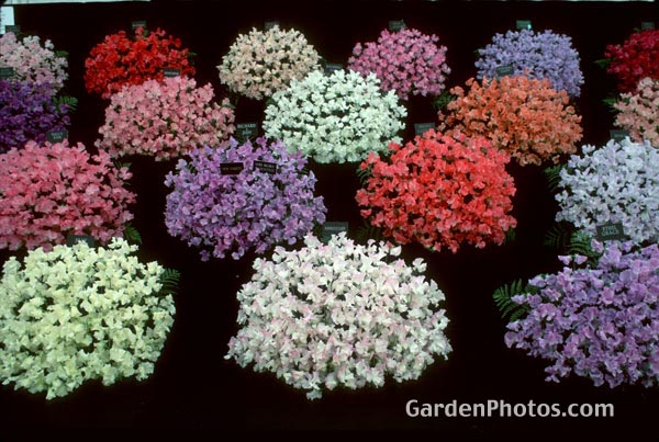 gardenphotoslo23755