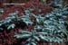 gardenphotoslo11823