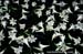 gardenphotoslo13852