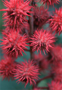 Ricinus communis, Ricin, Castor Bean, Castor Bean Oil, Castor Oil plant