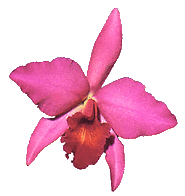 Sophrolaeliocattleya Coastal Sunrise (Cattleya Orchid Stock Photography)