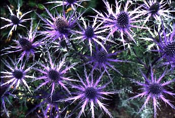 Eryngium amethystinum (Sea Holly, Amethyst Holly)