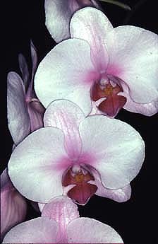 Phalaenopsis Zuma Urchid Moth Orchids