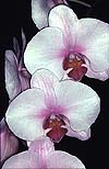 Phalaenopsis Orchid Zuma Urchin
