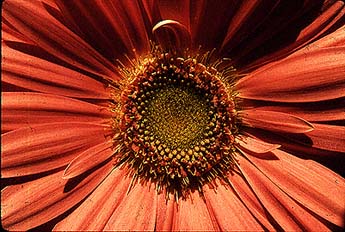 Transvaal Daisy (Gerbera Daisies)