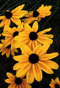 Rudbeckia 'Indian Summer' (Black-eyed Susan)