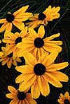 Rudbeckia 'Indian Summer'