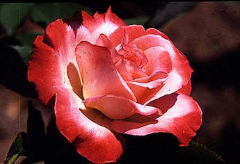 Brigadoon Roses (Rosa hybrid)