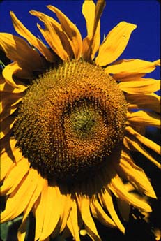 Sunflower 'Mammoth' (Helianthus annus)