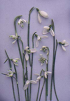 Galanthus Still Life (Snowdrops, varieties)