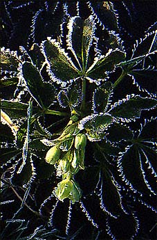 Corsican hellebores, Helleborus argutifolius