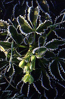 Corsican hellebores, Helleborus argutifolius
