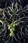 Hellebore argutifolius (Corsican hellebores)