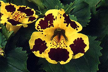 Mimulus 'Viva' Monkey flowers