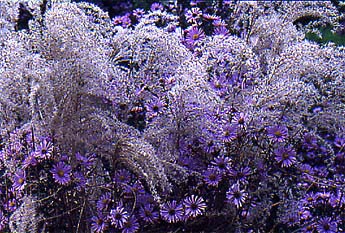 Miscanthus sinensis 'Kleine Fontaine' (Little Fountain) and Aster laevis 'Calliope'