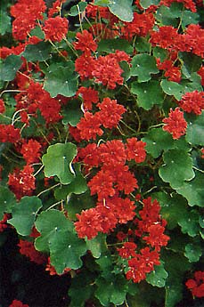 Nasturtium 'Hermione Grashoff' Tropeoleums