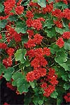 Tropaeolum Nasturtium 'Hermione Grashoff'