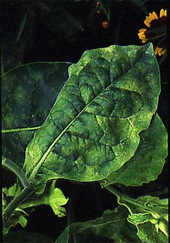 Tobacco Blue Mold (Mould) disease