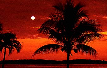 Full moon sunrise, Key West, Florida, palm trees